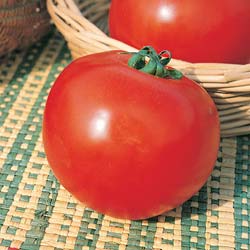 Tomato, 'Saint-Pierre'